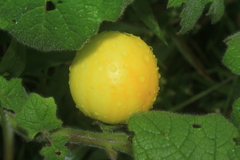 Solanum mammosum