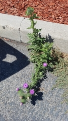 Cirsium vulgare