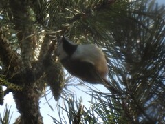 Lophophanes cristatus