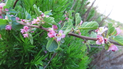 Bridgesia incisifolia