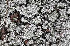 Physcia millegrana