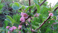 Bridgesia incisifolia