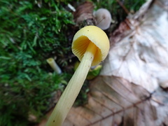Entoloma murrayi