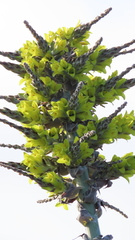 Puya chilensis