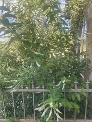 Aloysia
