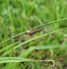 Ululodes macleayanus
