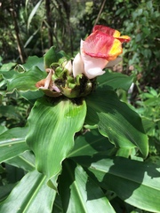 Costus lucanusianus