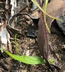 Caladenia tensa