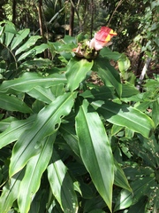 Costus lucanusianus