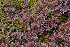 Polygonum polygaloides