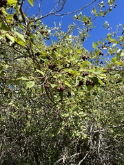 Crataegus