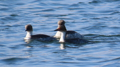 Podiceps occipitalis