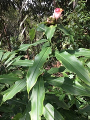 Costus lucanusianus