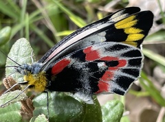 Delias harpalyce