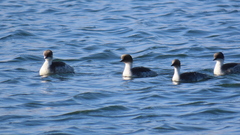 Podiceps occipitalis