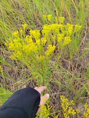 Solidago ohioensis
