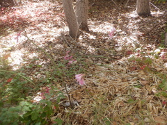 Amaryllis belladonna