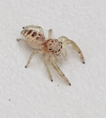 Hentzia mitrata
