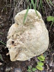 Rubroboletus satanas