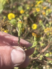 Deinandra corymbosa