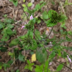 Elephantopus tomentosus