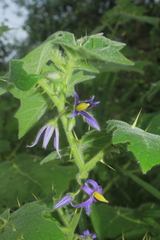 Solanum mammosum