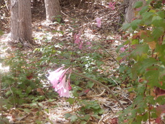 Amaryllis belladonna