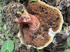 Rubroboletus satanas