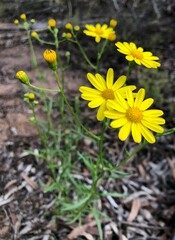Senecio spanomerus