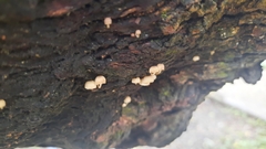 Marasmius rotula