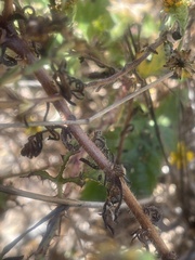 Deinandra corymbosa