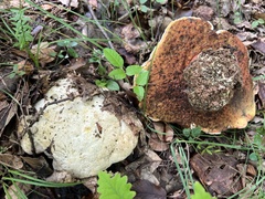 Rubroboletus satanas