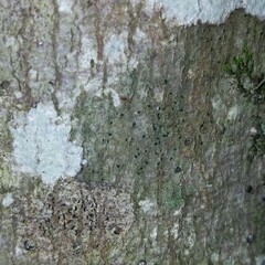 Pseudosagedia cestrensis