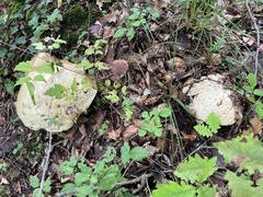 Rubroboletus satanas