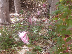 Amaryllis belladonna