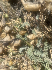 Astragalus nuttallii