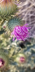 Cirsium undulatum