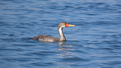 Poikilocarbo gaimardi