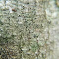 Pseudosagedia cestrensis