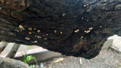 Marasmius rotula
