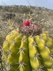 Melocactus curvispinus