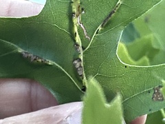 Macrodiplosis qoruca