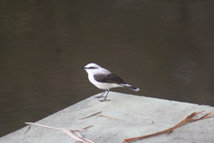 Fluvicola nengeta