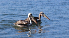 Pelecanus