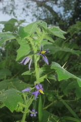 Solanum mammosum