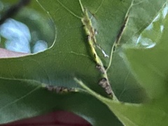 Macrodiplosis qoruca