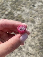 Melocactus curvispinus