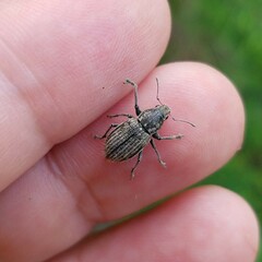 Naupactus