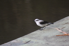 Fluvicola nengeta