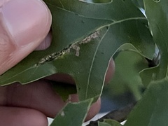 Macrodiplosis qoruca